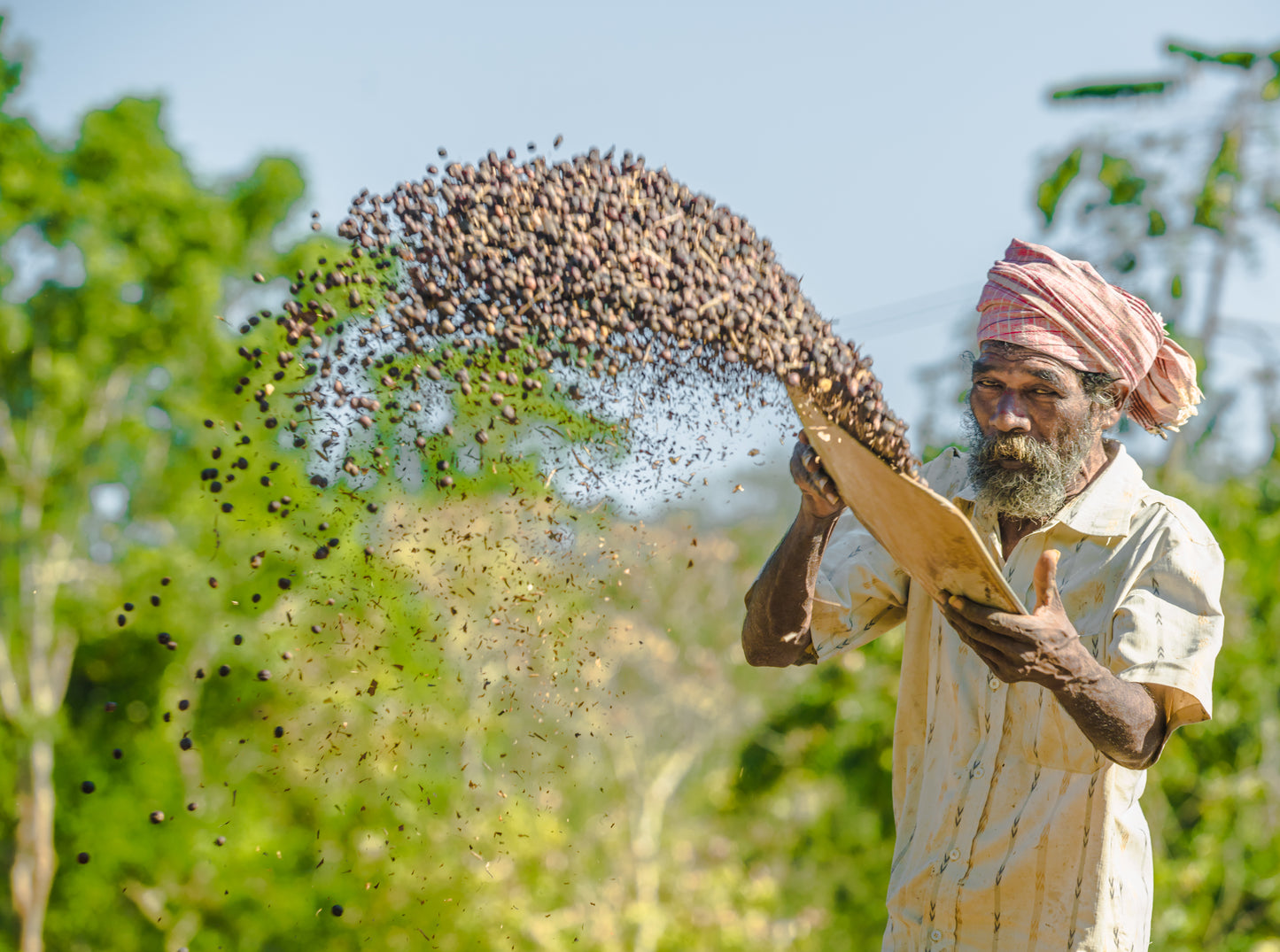 Farmer winnowing sun-dried coffee cherries at the estate