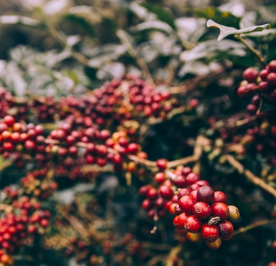 Ripe red coffee cherries clustered along a branch in the shade of the canopy at BR Hills