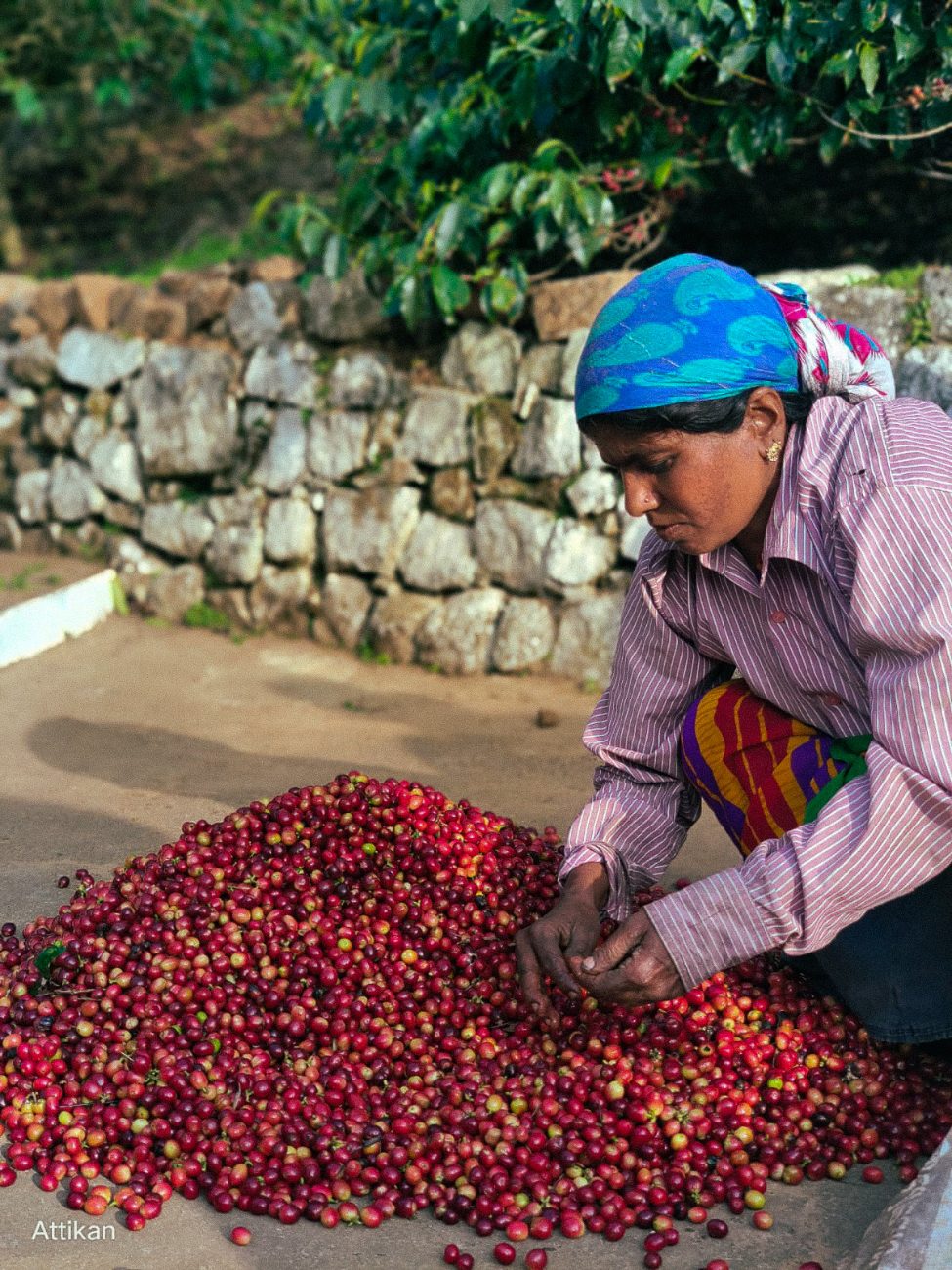 A woman spreading freshly picked red cherries evenly across the drying floor at BR Hills