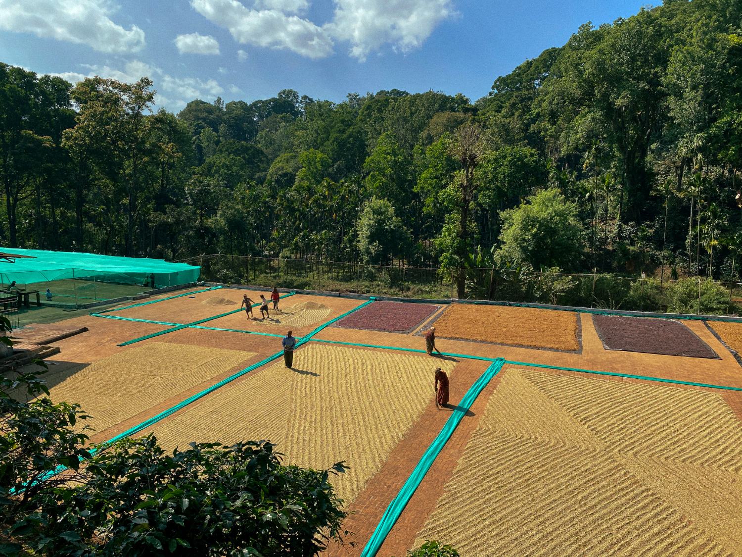 Aerial view of the BR Hills drying yards — grids of coffee laid out on the ground, ringed by forest