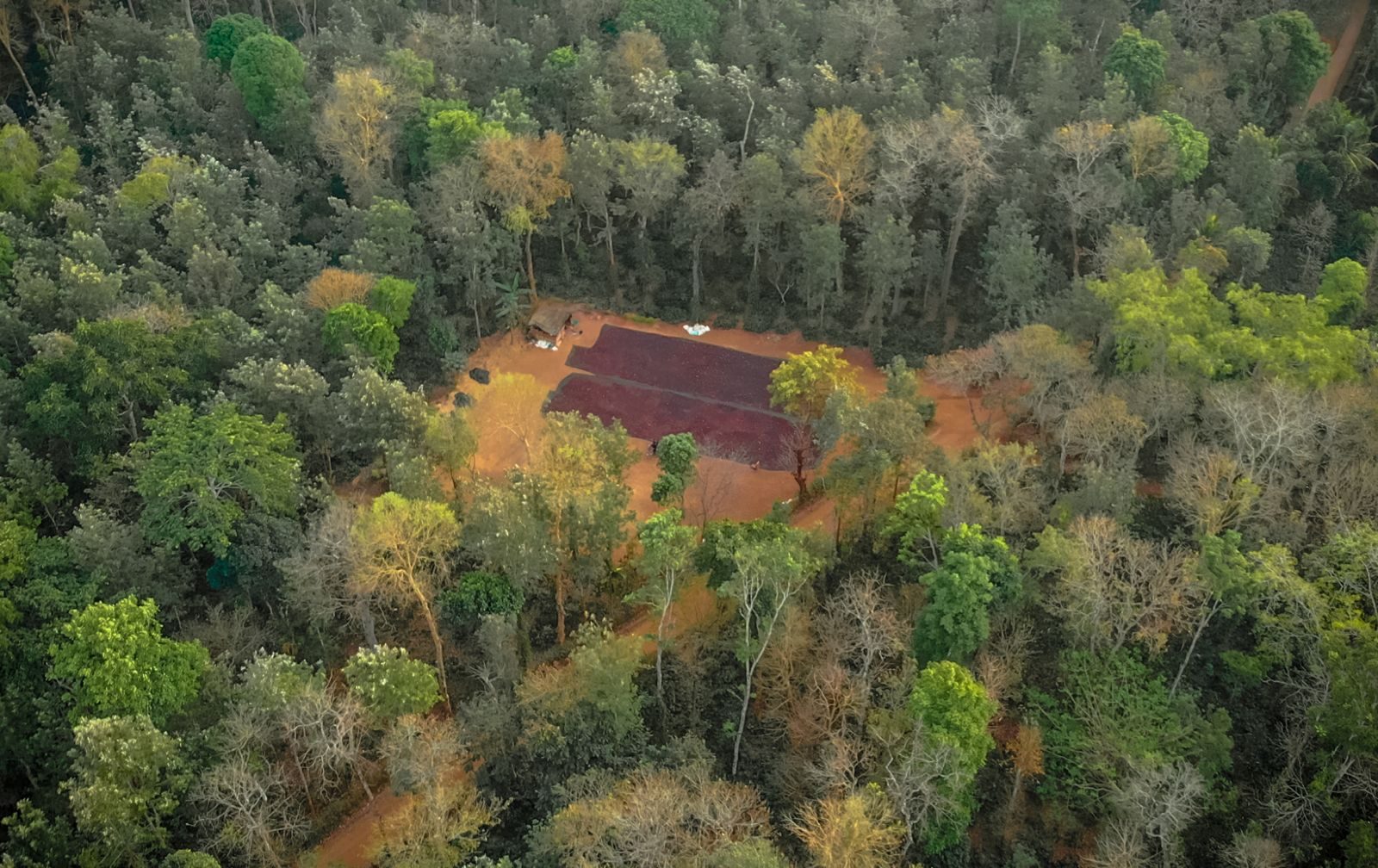 Aerial view of the Coorg estate — a red drying yard set in an unbroken sea of forest canopy
