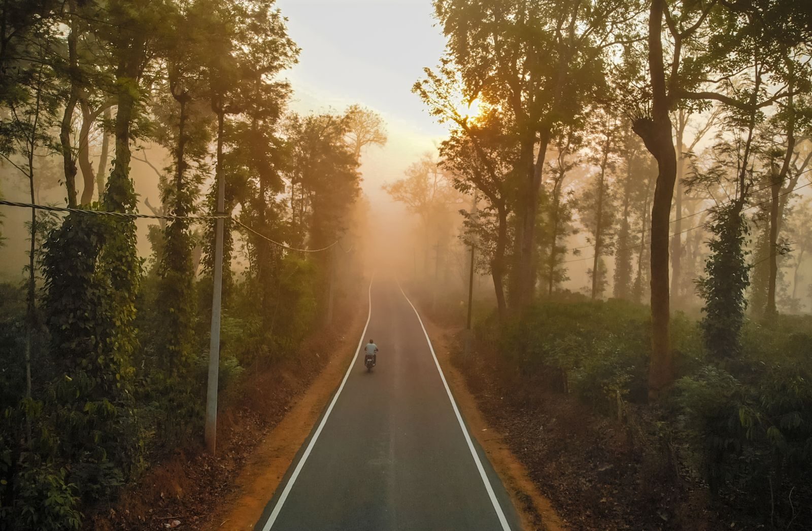 First light through an avenue of tall trees on the estate road, mist still lying between the trunks