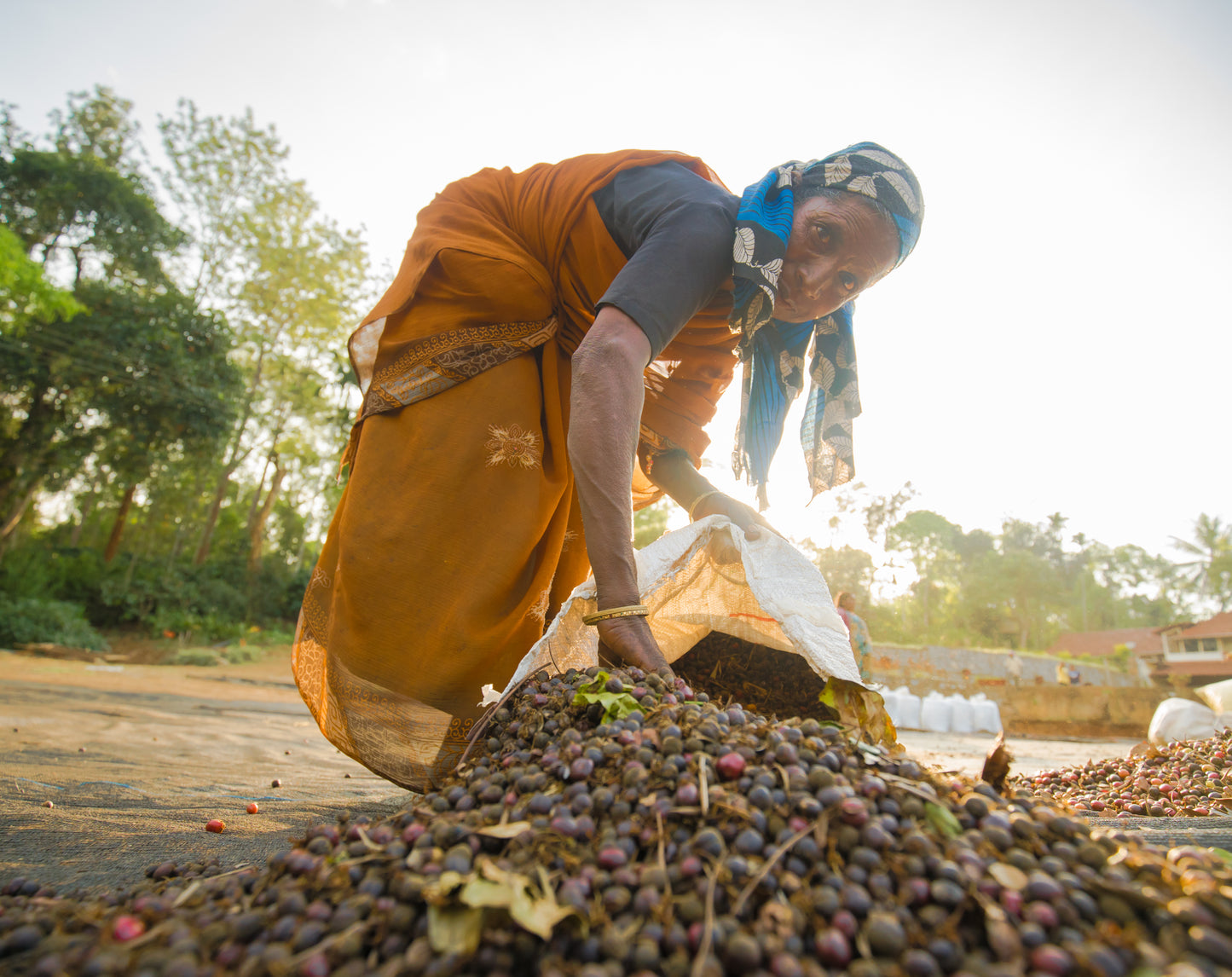 Estate worker spreading coffee cherries to sun-dry on the drying yard