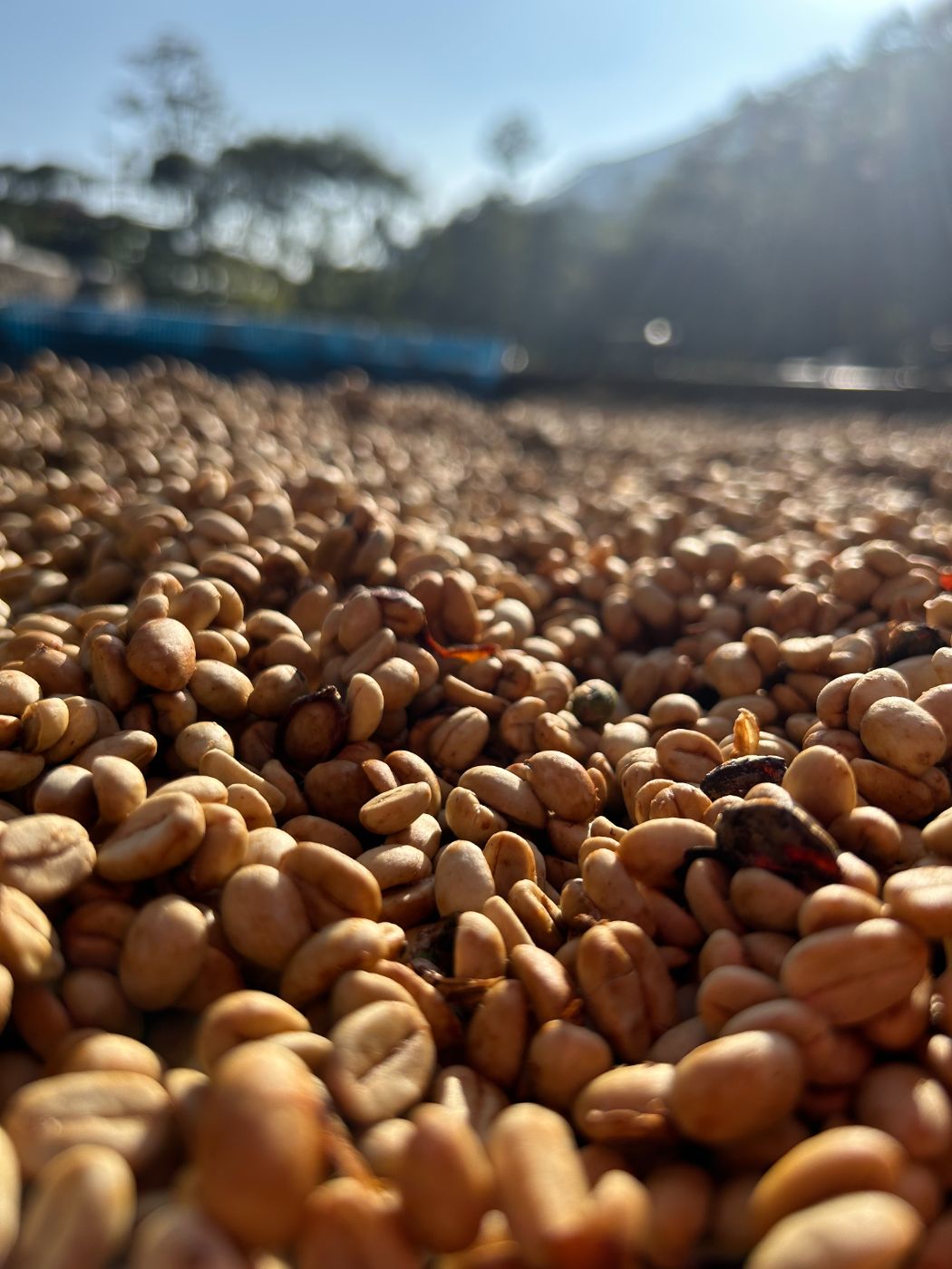 Close view of honey-processed coffee drying in its parchment at BR Hills