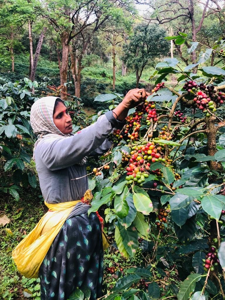 A picker reaching into a coffee bush heavy with ripe red cherries at BR Hills