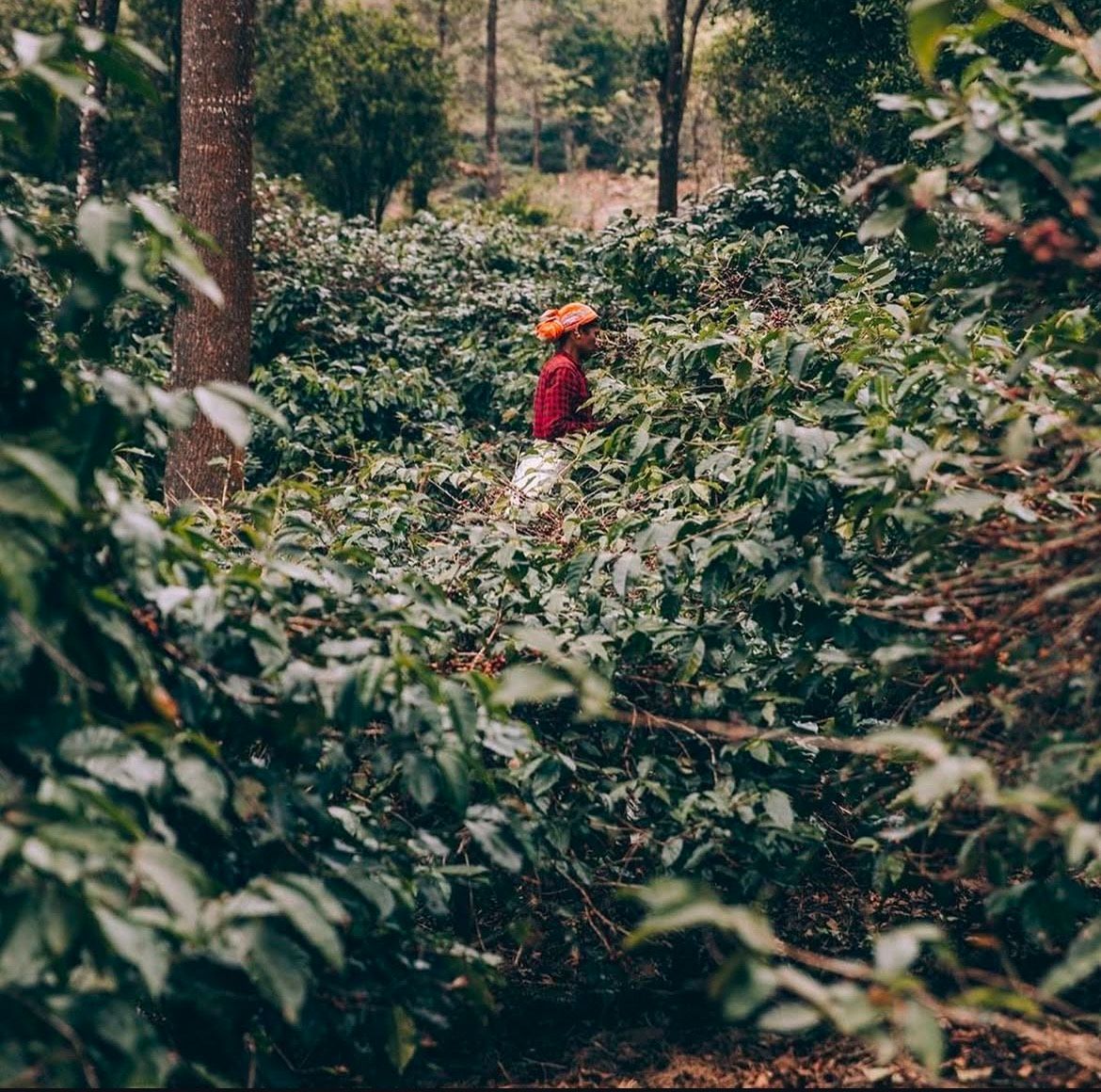 Shade-grown coffee rows climbing a misty slope at BR Hills, a single picker in orange among the bushes