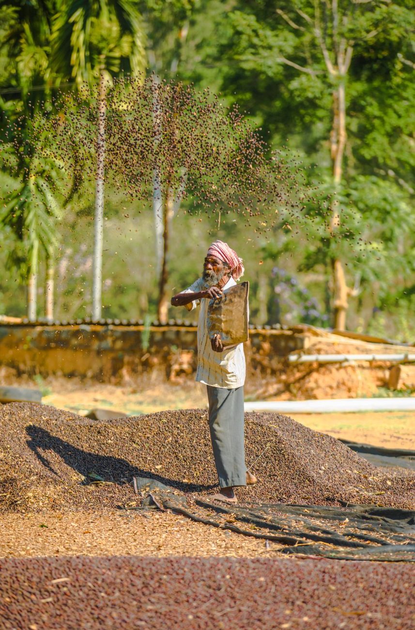 A worker drawing a rake through drying cherries in Coorg, his shadow long across the yard