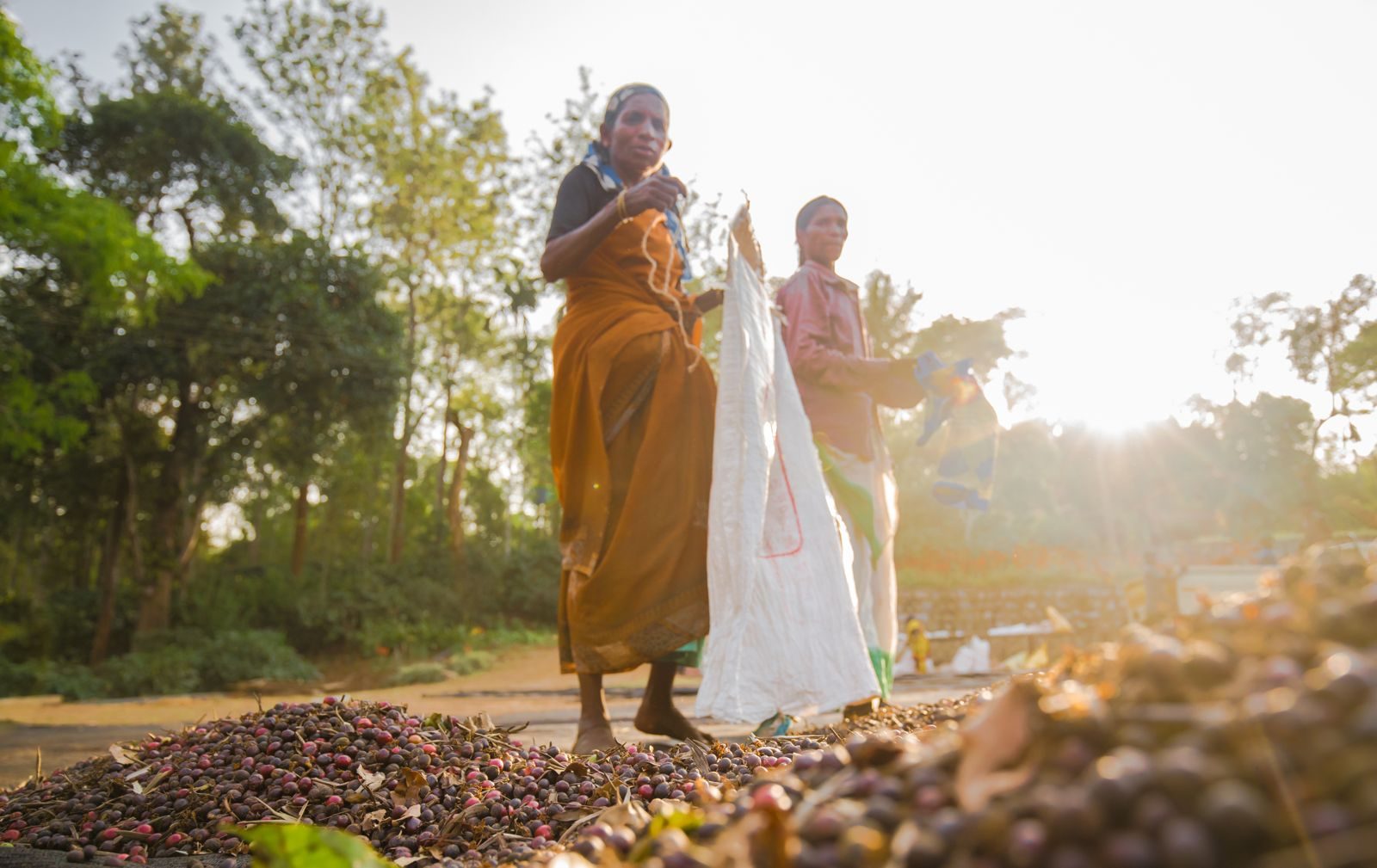 Two figures walking through the Coorg drying yard as the sun drops behind the trees